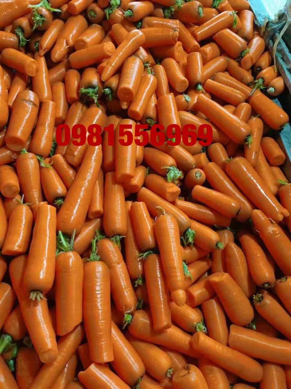 Cà rốt gãy